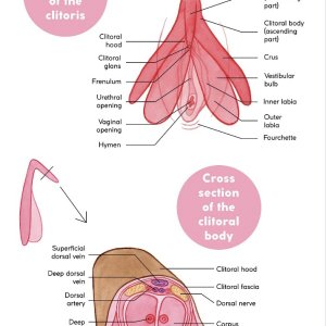 Understanding the clit!