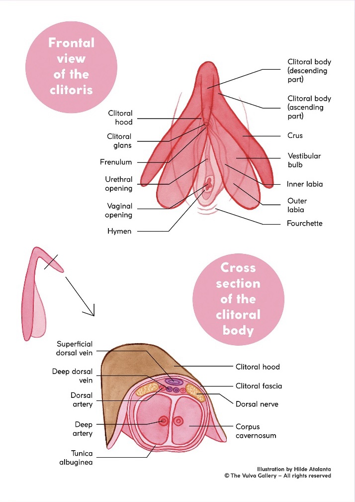 Understanding the clit!